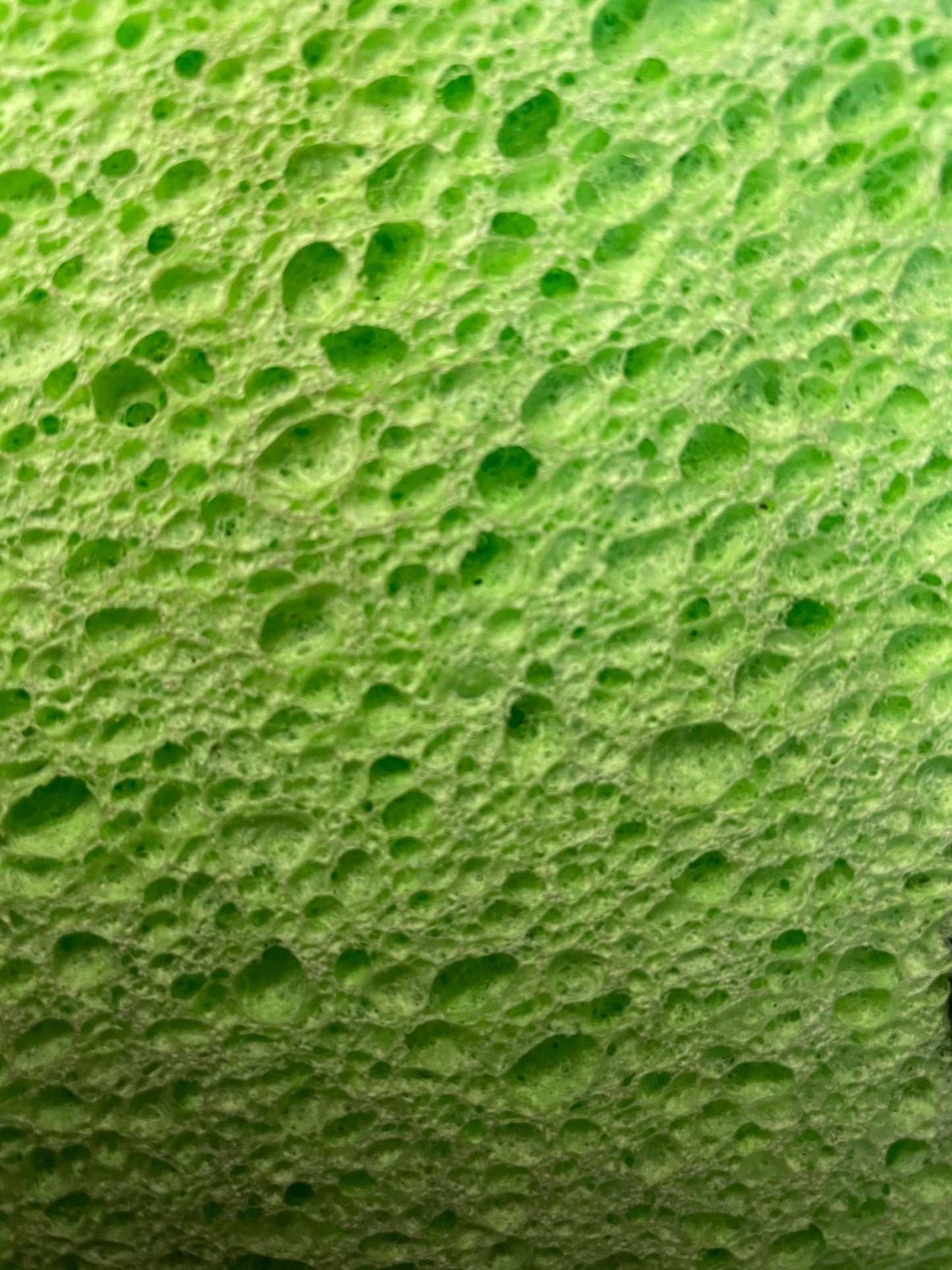Close up of Cellulose Sponge