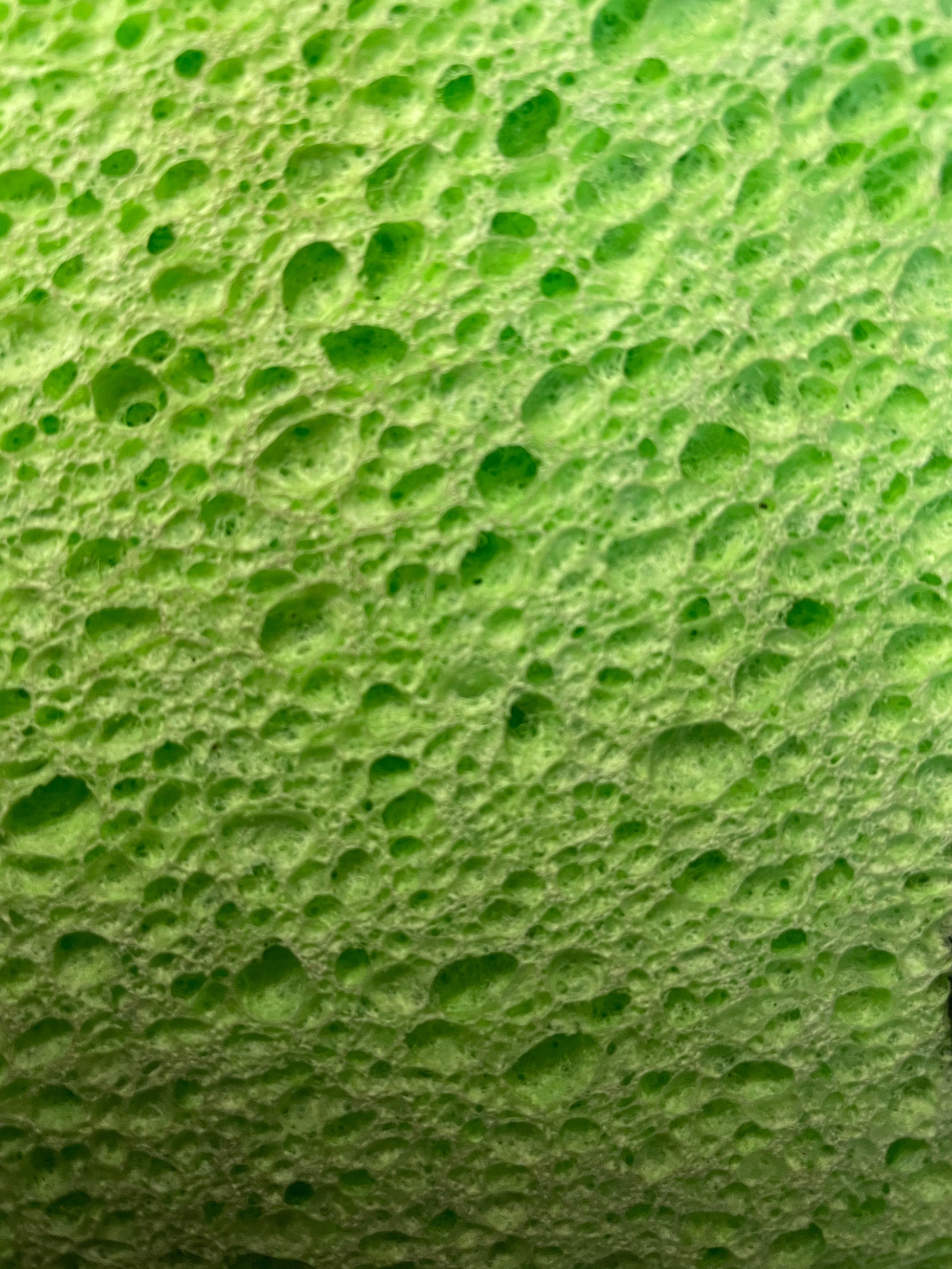 Close up of Cellulose Sponge 